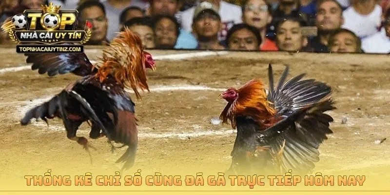 Thống kê chỉ số cùng đá gà trực tiếp hôm nay